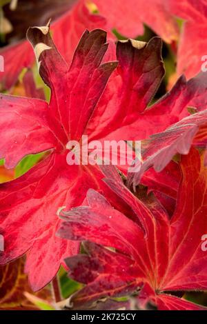 Krautig, Rot, Blatt, Herbst, Hardy, Geranium, Cranesbill, Blush, Color, Geranium wlassovianum Herbst Stockfoto