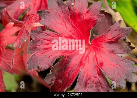 Hardy, Geranium wlassovianum, Cranesbill, Herbst, Rot, Blatt dunkelrot erröten Nahaufnahme herbstliche Farbe Stockfoto