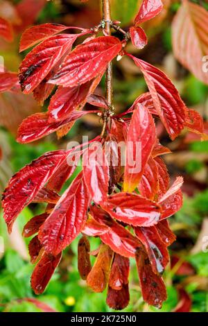 Herbstblätter auf dem Ast werden rot Viburnum x Bodnantense 'Dawn' Stockfoto