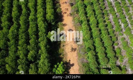 Luftaufnahme einer unbefestigten Straße, die durch die schönen Grünflächen der ländlichen Eukalyptusplantagen schneidet. Draufsicht auf den Eukalyptuswald in Thailand. Entfällt Stockfoto