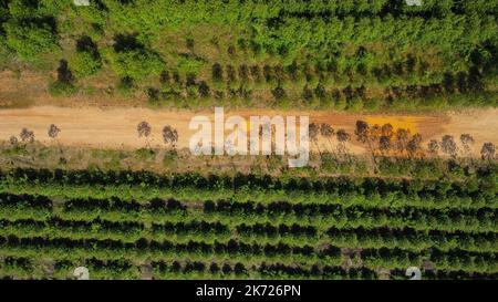 Luftaufnahme einer unbefestigten Straße, die durch die schönen Grünflächen der ländlichen Eukalyptusplantagen schneidet. Draufsicht auf den Eukalyptuswald in Thailand. Entfällt Stockfoto