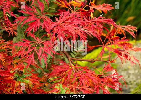 Rot, Herbst, Acer, Blätter, Acer japonicum 'Green Cascade', japanischer Ahorn, Vollmond-Ahorn, abgrünige japanische Ahornblätter Stockfoto