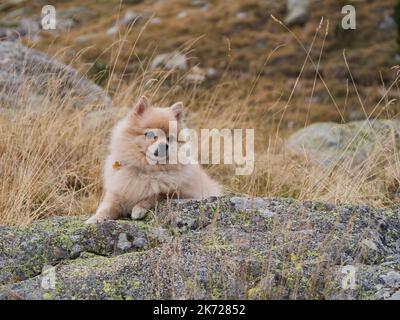 Ein netter fröhlicher Spitz, der auf den Steinen in den Bergen sitzt. Glücklicher Hund auf dem Hintergrund der Natur Stockfoto