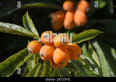 Loquat - Obst auf Baum. Stockfoto