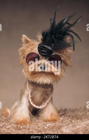 Niedlicher kleiner yorkshire Terrier Hund trägt ein cooles halloween Kostüm mit schwarzen Federn auf dem Kopf, Sonnenbrille und Perlen Halskette vor beigem Backgr Stockfoto