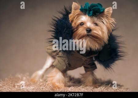 Lustige yorkshire Terrier Hund trägt Jacke mit Kapuze und Hut und Blick auf beigen Hintergrund im Studio Stockfoto