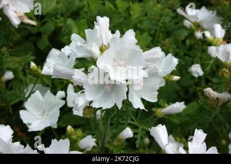 Weißer Moschusmallow (Malva moschata f. alba) im Garten. Stockfoto