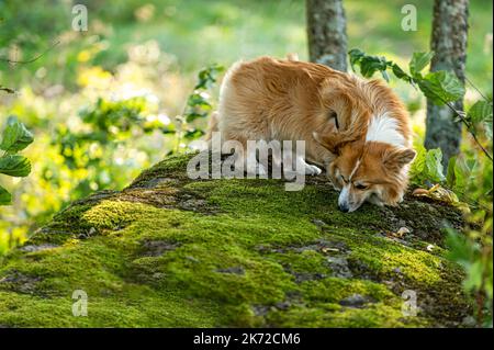 Ein flauschiger pembroke welsh Corgi auf einem großen moosigen Felsen im Wald Stockfoto