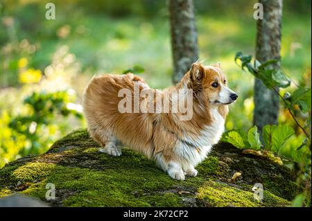 Ein flauschiger pembroke welsh Corgi auf einem großen moosigen Felsen im Wald Stockfoto