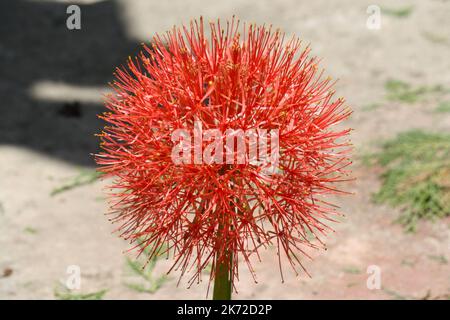 Feuerball-Lilie (Scadoxus multiflorus) in Blüte im Garten : (pix SShukla) Stockfoto