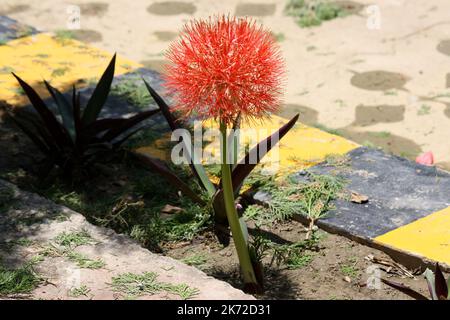 Feuerball-Lilie (Scadoxus multiflorus) in Blüte im Garten : (pix SShukla) Stockfoto