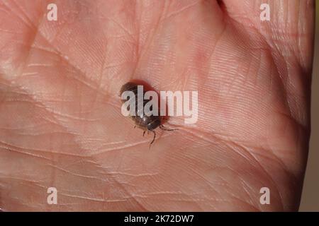 Nahaufnahme einer gewöhnlichen Pillenwanze, Kartoffelwanze, Pillenholzlaus, Roly-Poly, Doodle-Wanze, Oder Zimmermann (Armadillidium vulgare) auf einer Hand Familie Armadillidiidae Stockfoto