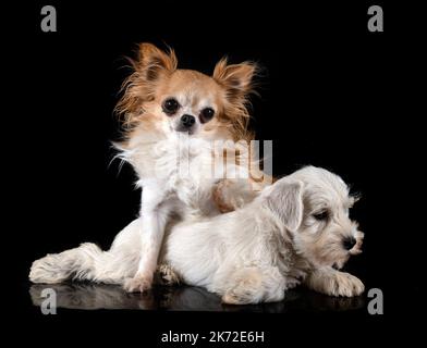 Welpe Miniatur Schnauzer und chihuahua vor schwarzem Hintergrund Stockfoto