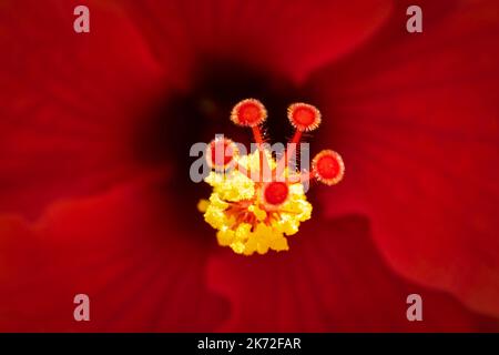 Makroaufnahme einer roten Hibiskusblüte, die eine Nahaufnahme des mittleren Stegs mit Hintergrund für eine geringe Schärfentiefe zeigt Stockfoto