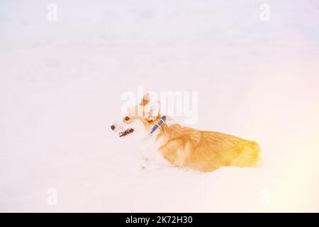 Lustiges Happy Pembroke Welsh Corgi Hundespiel, Schnelles Laufen Im Freien Im Schnee, Schneeverwehung Am Wintertag. Corgi Dog Spielerisch Durch Schneeverwehungen. Kopieren Stockfoto