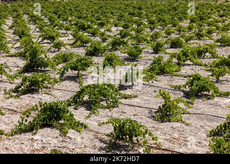 Assyrtiko - einheimische Weintraube auf dem Weinhof auf der Insel Santorini, Griechenland Stockfoto