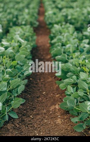 Sojabohnenpflanzen (Glycin max) in kultivierten landwirtschaftlichen Feldern in abnehmender Perspektive, selektiver Fokus Stockfoto