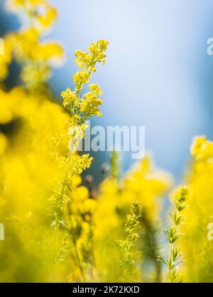 Nahaufnahme der gelbe Wildblumen Stockfoto