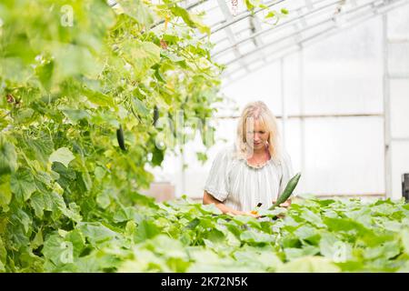 Frau pflückt Gurken im Gewächshaus Stockfoto