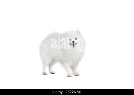 Porträt von schönen flauschigen weißen pommerschen spitz isoliert auf weißem Hintergrund. Konzept der Rasse Haustier. Gesundheitswesen, Tierarzt Stockfoto