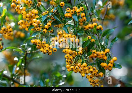 Pyramicantha coccinea aus der Familie Rosaceae, auch bekannt als firethorn Stockfoto