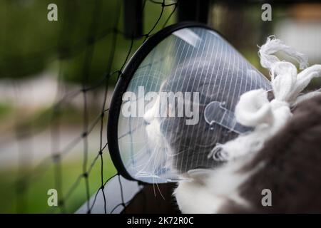 Katze trägt Tierkragen Stockfoto
