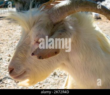 Seitenansicht des Portraits der weißen Ziege. Nahaufnahme. Stockfoto