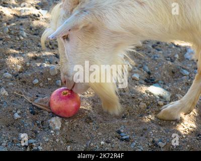 Portrait Seitenansicht einer weißen Ziege, die einen Apfel frisst. Nahaufnahme. Stockfoto