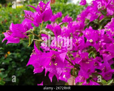 Blühende rosa Bougainvillea Blumen. Nahaufnahme. Floraler Hintergrund Stockfoto