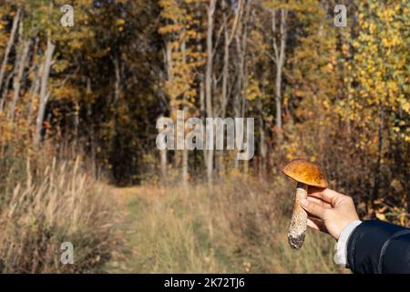 Ein Mann hält einen gerupften Pilz in der Hand. Hand mit einem Pilz. Pilzsammler fand einen Pilz Stockfoto