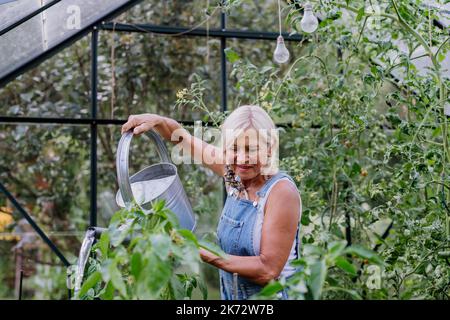 Ältere Frau im Garten zu Hause, die Gemüse in ihrem Gewächshaus gießt. Stockfoto