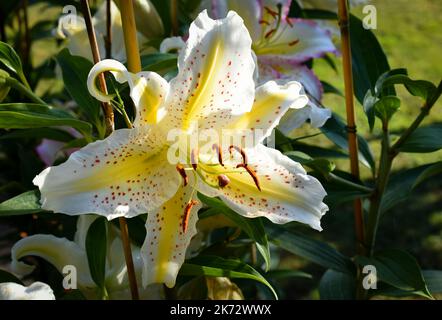 lilium Auratum Gold Band (jardin du ruisseau de l'église 2022) Stockfoto