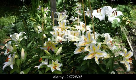 Massif de lilium Auratum Gold Band (jardin du ruisseau de l église 2022) Stockfoto