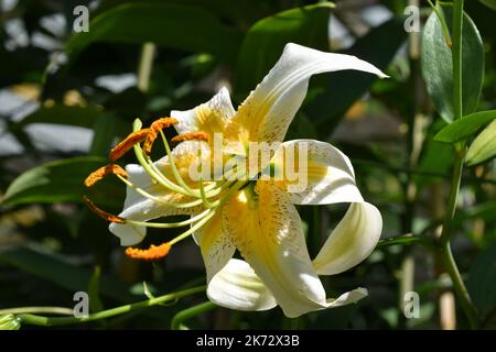 lys jaune et Blanc Lady Alice (jardin du ruisseau de l'église 2022) Stockfoto