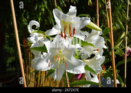 lys Blanc Cascaso (jardin du ruisseau de l'église 2022) Stockfoto