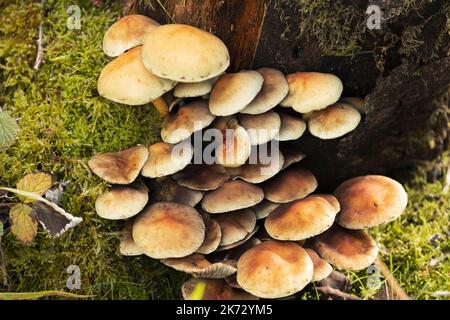 Die verschleierte Poisonpie ist mit ihrem zweifarbigen Cape und den hartnäckigen Schleierresten um den Rand leicht zu identifizieren. Häufig sind sie im Wald giftig Stockfoto