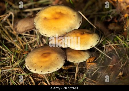 Die verschleierte Poisonpie ist mit ihrem zweifarbigen Cape und den hartnäckigen Schleierresten um den Rand leicht zu identifizieren. Häufig sind sie im Wald giftig Stockfoto