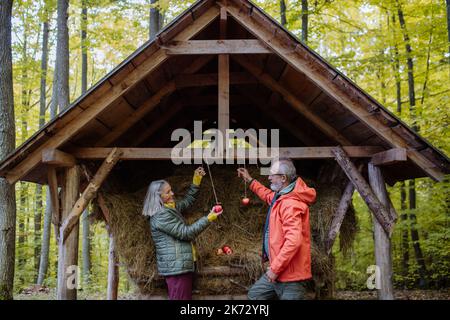 Ältere Paare hängen Äpfel an der Futterstelle für Waldtiere. Stockfoto