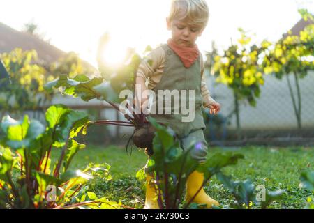 Kleiner Junge, der am Herbsttag im Garten rote Beete erntet. Konzept von ökologischer Gartenarbeit und nachhaltigem Lebensstil. Stockfoto