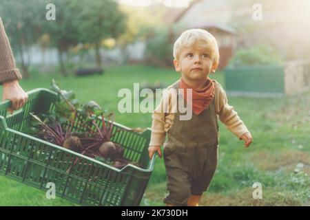 Kleiner Junge hilft, Schachtel mit Erntegemüse, Herbstsaison zu pflegen. Stockfoto