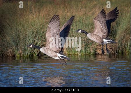 Kanadische Gänse fliegen über den lokalen Teich im Buschy Park Surrey Stockfoto