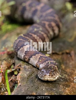Nördliche Wasserschlange (Nerodia sipedon sipedon), die sich auf einem Baumstamm sonnt - Pinery Provincial Park, Ontario, Kanada Stockfoto
