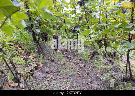 Blaue reife, teilweise getrocknete Trauben und Blätter im Weinberg. Herbstsaison, Erntezeit. Konzept für Weinbau, Weinbau und Pilztraubenbefall. Selektiver Fokus Stockfoto