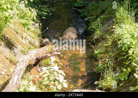 Ein kleiner Bach fließt trotz Hindernissen durch einen großen Wald. Die Sonne, die ihre Anstrengungen sieht, ermutigt sie mit ihren warmen Strahlen Stockfoto