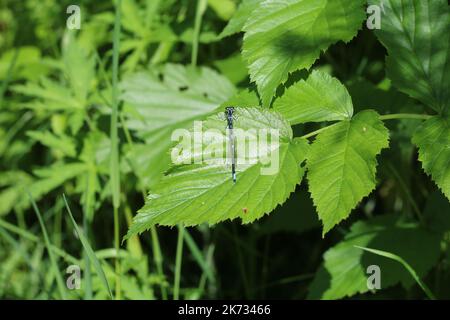 Eine kleine blaue Libelle sitzt auf einem großen Blatt im Gras Stockfoto