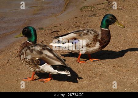 Foto von zwei Enten, die auf dem Sand in der Nähe des Wassers stehen Stockfoto