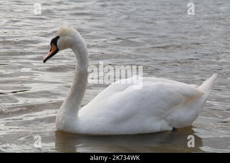 Eine Familie weißer Schwäne machte einen Spaziergang am Strand in der Nähe des Sees Stockfoto