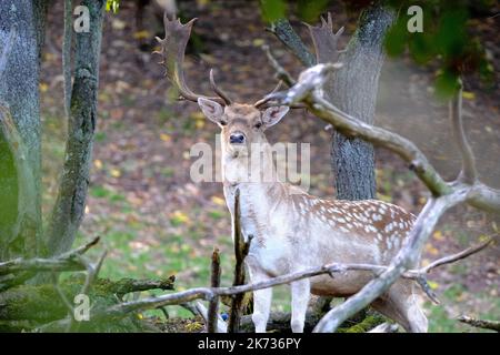 DEU, Deutschland, Deutschland, Rheinland-Pfalz, Puenderich, 11.10.2022: Damhirsch in einem Gehege in Puenderich an der Mosel Stockfoto