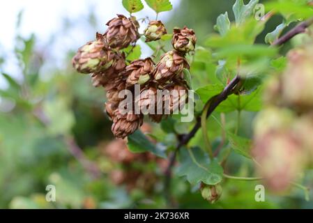 Braune und grüne Hopfenkegel gegen verschwommene grüne Bäume Stockfoto