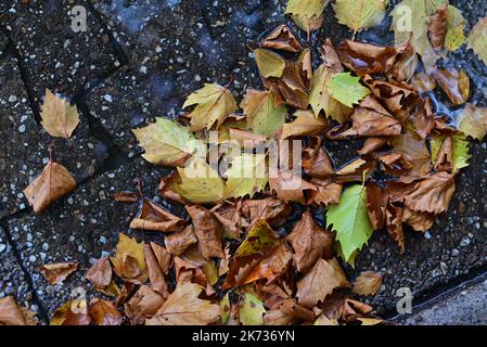 Der Herbst geht auf einer nassen Straße von oben aus Stockfoto